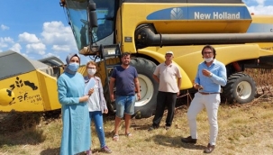 Silivri Ayçiçeğinde Verim, Dönümde 170 ile 260 Kg Arasında