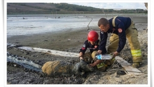 Değirmenköy'de Bataklığa Saplanan Koyun Kurtarıldı
