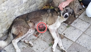 Çanta'da korkunç olay!