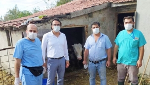 Silivri'de Büyükbaş Şap Aşısı Programı Devam Ediyor 