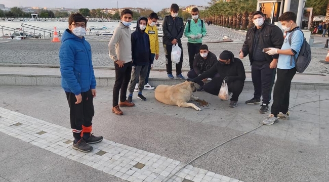 Silivri TÜGVA, sokak hayvanları için seferber!