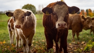 Buzağı Destek Başvuru Ödemeleri E-devlet Üzerinden Yapılabilecek
