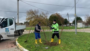 Silivri'de hedef: 2 ayda, 2 bin 500 adet ağaç!