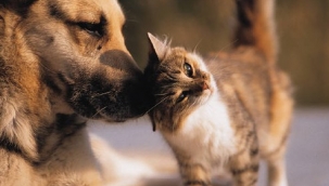 Tarım ve Orman Bakanlığı'ndan Sokak Hayvanları İçin 14 Milyon Lira Ödenek