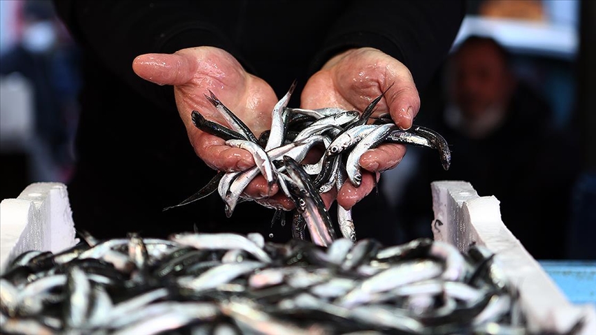 Hamsi avı kısmi olarak 10 gün durduruldu