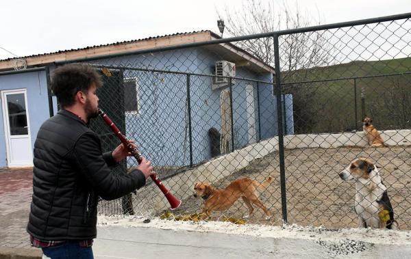 Silivri'de bir tekstil fabrikasında çalışan genç, sokak hayvanlarına klarnetle konser veriyor