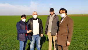 Silivri İlçe Tarım'dan "Buğday Kesik Sineği" Uyarısı