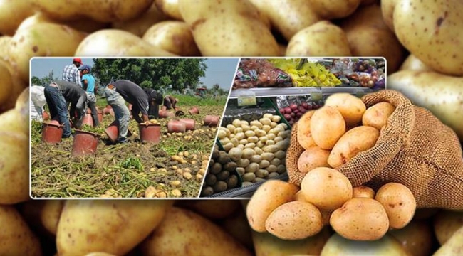 Belediyeler Üreticiden Patates Alacak