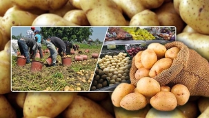 Belediyeler Üreticiden Patates Alacak