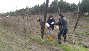 Seymen'de Elma İç Kurduna Karşı Önlem Alındı