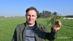 Silivrili Çiftçiler Belediyeden Aldıkları Arpa Tohumlarını Ekti