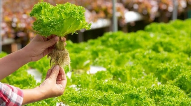 Organik Tarım Destek Başvuruları Hakkında Önemli Bilgilendirme