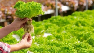 Organik Tarım Destek Başvuruları Hakkında Önemli Bilgilendirme