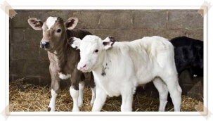 2020 Yılı 1. Dönem Buzağı Destekleme Ödemeleri Başladı