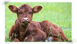 2020 Yılı 2. Dönem Buzağı Destekleme Başvuruları Başladı