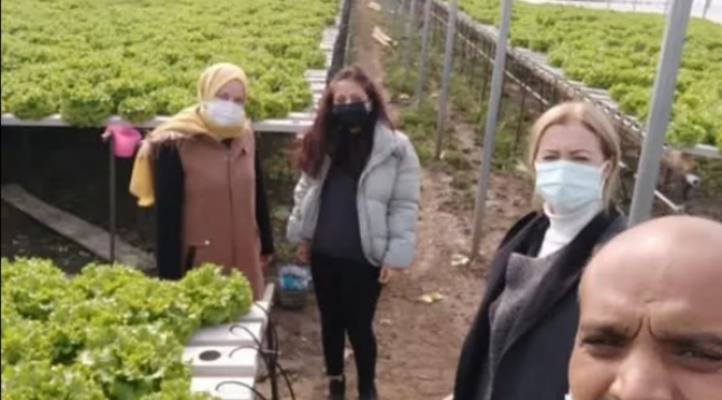 Değirmenköy'de topraksız marul üretimiyle fark yaratan üreticilere ziyaret