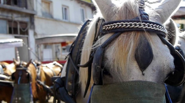 İBB: Kaybolan atların sorumluluğu, Bakanlık ve Dörtyol Belediyesi'nde