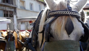 İBB: Kaybolan atların sorumluluğu, Bakanlık ve Dörtyol Belediyesi'nde