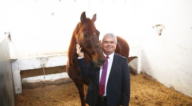 İBB'nin girişimleriyle Büyükada, Mutlu Atlar Diyarına Dönüştü