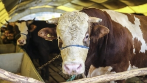 Silivri İlçe Tarım; "Büyükbaş Hayvan Pasaportları E-Devlet Üzerinden Temin Edilebilecek"