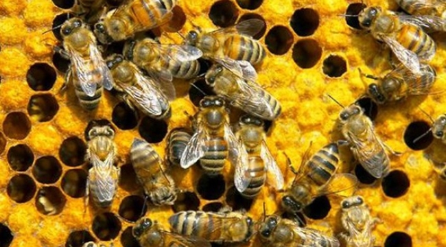 Silivri İlçe Tarım'dan arı ölümlerine karşı ilaçlama uyarısı