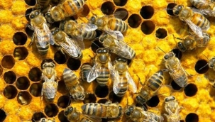 Silivri İlçe Tarım'dan arı ölümlerine karşı ilaçlama uyarısı