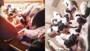 Aksakal'ın av köpeği 13 tane yavru dünyaya getirdi
