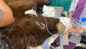 Gece yarısı ölmek üzereyken bulunan sıpa ameliyat edildi!