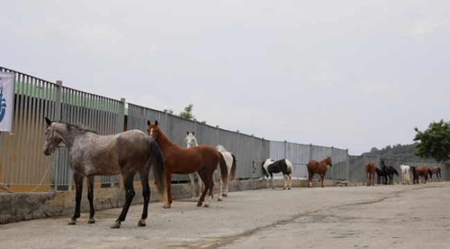 İBB Atları Belediye, STK ve Üniversitelere Teslim Etti