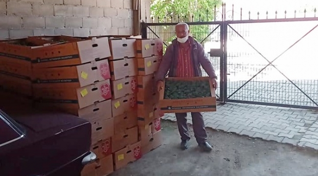 Karpuz üretimiyle meşhur Kadıköy'de çiftçilere İBB'den fide desteği