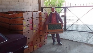 Karpuz üretimiyle meşhur Kadıköy'de çiftçilere İBB'den fide desteği