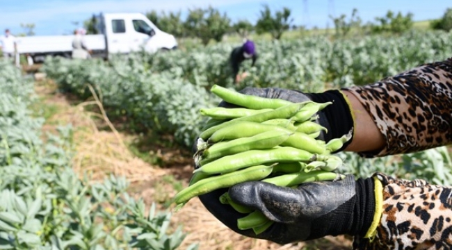 Silivri Belediyesi Tohumları Çiftçiye Ayırdı, Ürünleri Yemekhaneye Gönderdi