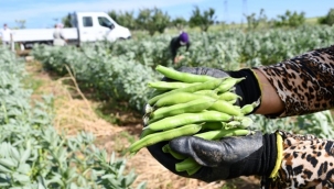 Silivri Belediyesi Tohumları Çiftçiye Ayırdı, Ürünleri Yemekhaneye Gönderdi