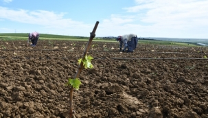Silivri Belediyesi "Üzüm Bağı" Kurdu