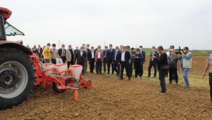 TÜRAM'da Yerli ve Milli Ayçiçeği Ar-Ge Ekimi Yapıldı