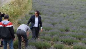 Lavanta Yağ Distilasyon Makinaları Ve Lavanta Bahçeleri Artık Kurfallı'da