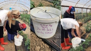Silivrili Domates Üreticisine İlçe Tarım'dan "Su Tuzağı" Desteği
