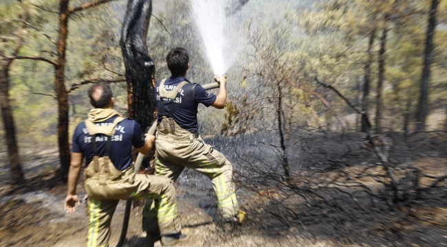 İBB, Yangın Bölgelerine 1 Milyondan Fazla Fidan Dikecek