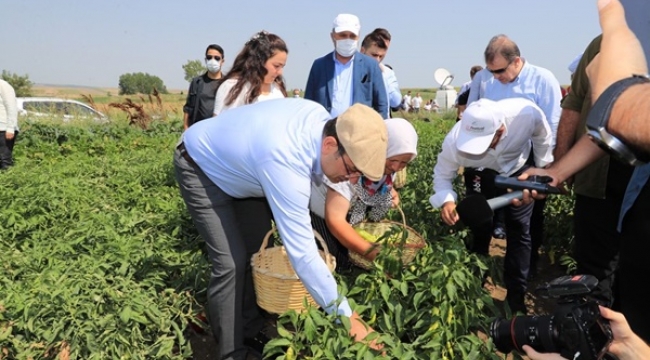 Kasketini Taktı, Yılın İlk Hasadını Değirmenköylü Çiftçilerle Birlikte Yaptı