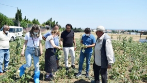 Selimpaşalı Bamya Üreticilerine İlçe Tarım Müdürlüğünden Zirai Destek