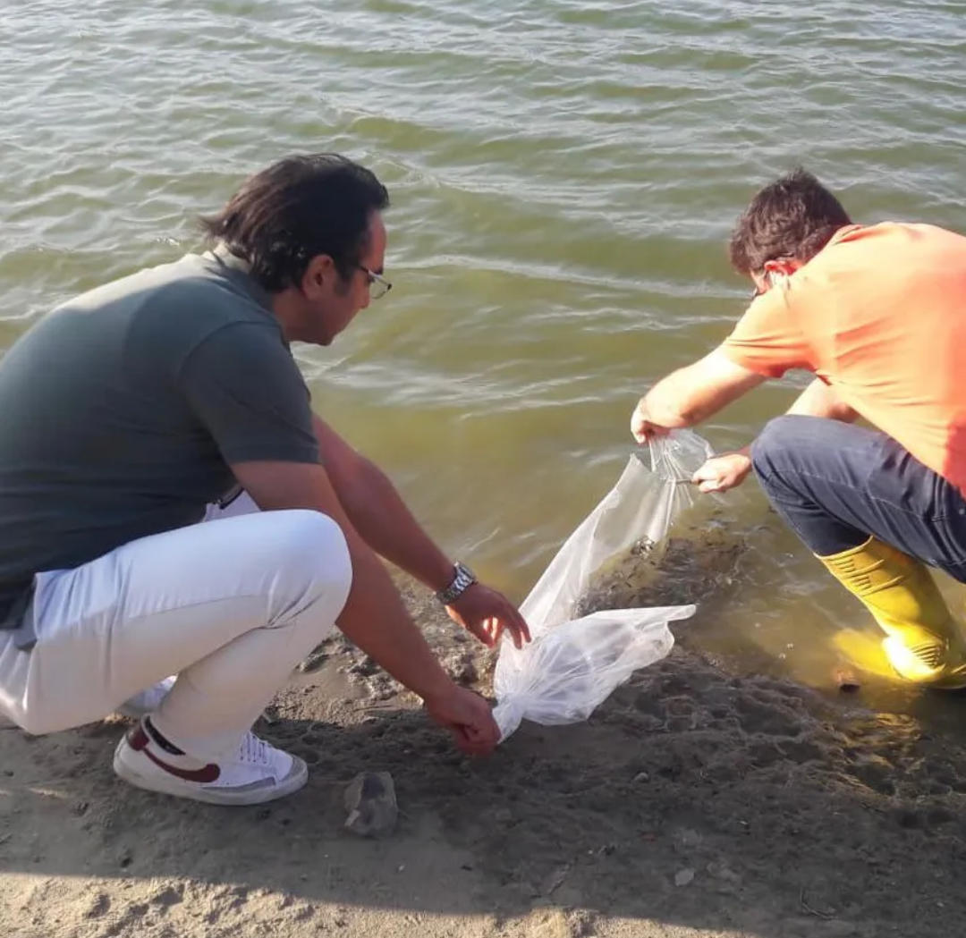 Silivri'de 59 Bin Adet Sazan Balığı Yavrusu Göletlere Bırakıldı