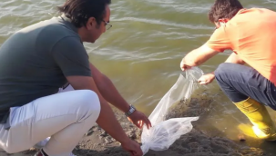 Silivri'de 59 Bin Adet Sazan Balığı Yavrusu Göletlere Bırakıldı