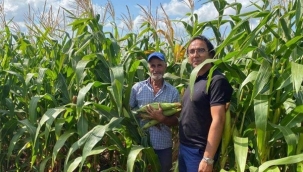 Silivri'de silajlık mısırların hasadı başladı