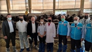 "Büyüksinekli'deki Saray Manda Çiftliği, Manda Sayısı Bakımından Türkiye'de 3'üncü"