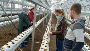 Silivri'de Hidroponik Sistem İle Çilek Yetiştiriliyor
