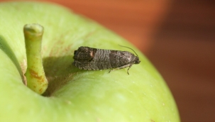 Seymen'de Elma İç Kurduna Karşı Tuzaklar Kuruldu