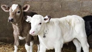 2021 Yılı 2. Dönem Buzağı Destekleme Başvuruları Başladı