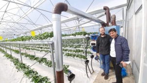 Ortaköy'de topraksız yetiştirilen çilekler kontrolden geçti