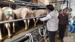 Silivri'de küçükbaş hayvanlar aşılanmaya devam ediyor