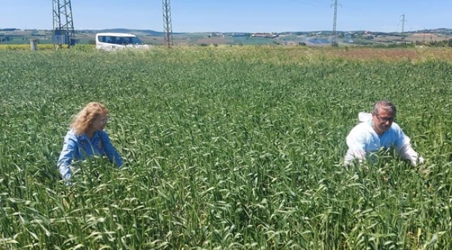 Silivri'de hububat ekili arazilerde süne ile mücadele çalışmaları devam ediyor